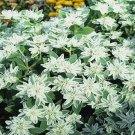 Euphorbia Marginata 50 Seeds Snow On The Mountain Fresh Garden