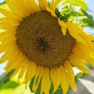 Mammoth Sunflower Seeds Giant Seed 2022 Charity 20 Seedsr Fresh Garden