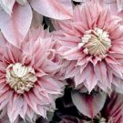 25 Double Light Pink Clematis Seeds Seed Climbing Perennial Seeds Fresh Garden
