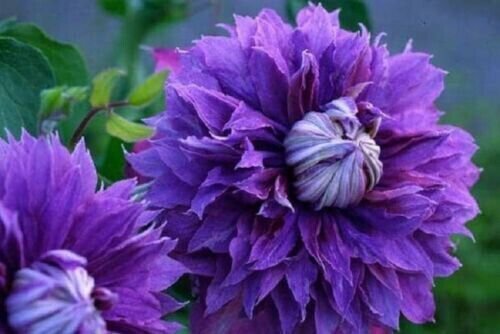 Double Violet Hollyhock Flower 25 Seeds Fresh Garden