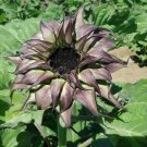 Purple Sunflower 25 Seeds Flowers Blooms Seed Flower Perennial Fresh Garden