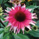 Pink White Coneflower 50 Seeds Echinacea Flower Perennial Bloom Flowers Fresh Garden