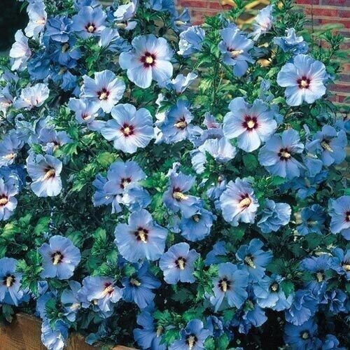 Purple White Lilac 25 Seeds Tree Fragrant Hardy Perennial Flower Fresh Garden