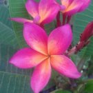 Bright Pink Orange Plumeria 6 Seeds Plantsflowers Perennial Fresh Garden