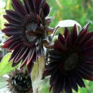 25 Velvet Queen Black Sunflower Seeds Flowers Seed Flower Perennial Bloom R Fresh Garden