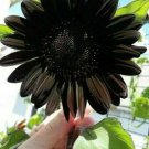 25+ Seeds Deep Black Sunflower Seeds Plants Planting R Fresh Garden