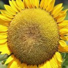 Kong Hybrid Sunflower 25 Seeds Flowers Seed Flower Perennial R Fresh Garden