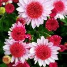 50 Seeds Pink Dwarf Sunflowers Flowers R Fresh Garden