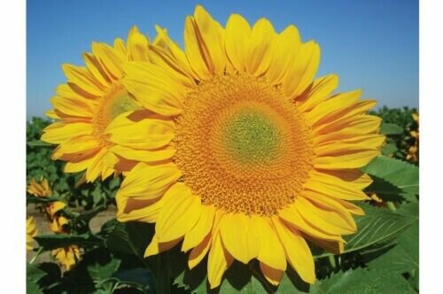 Procut Gold Lite Dmr Sunflower 25 Seeds Flower Perennial R Fresh Garden