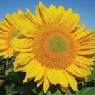 Procut Gold Lite Dmr Sunflower 25 Seeds Flower Perennial R Fresh Garden
