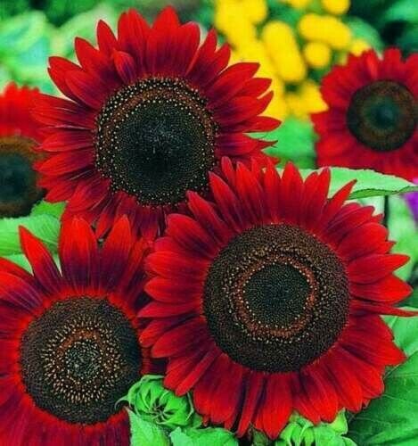 Red Sun Sunflower Seeds Heirloom Non Gmo Seeds R Fresh Garden