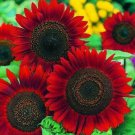 Red Sun Sunflower Seeds Heirloom Non Gmo Seeds R Fresh Garden