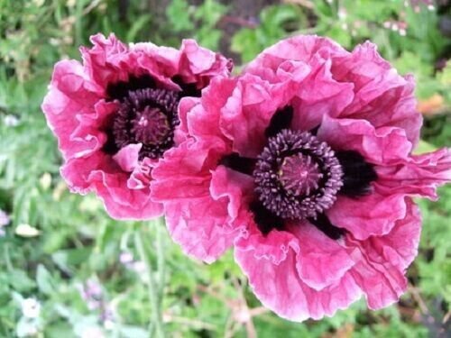 Plum Pudding Poppy Flower 20 Seeds Perennial Papaver Oriental Fresh Garden