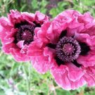 Plum Pudding Poppy Flower 20 Seeds Perennial Papaver Oriental Fresh Garden