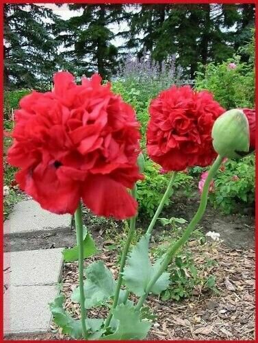 100 Giant Double Red Peony Poppy Papaver Scarlet Fresh Garden