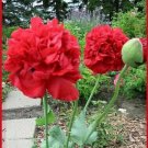 100 Giant Double Red Peony Poppy Papaver Scarlet Fresh Garden