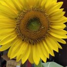 Mammoth Sunflower 50 Seeds Shipped With Tracking R Fresh Garden