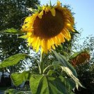 Monster Sunflower Seeds 30 Seeds Huge Combined Shipping R Fresh Garden