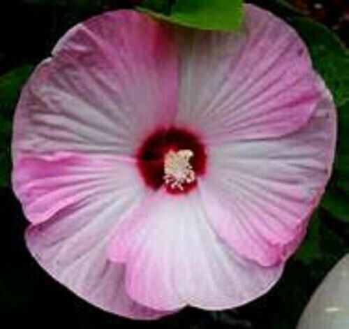 Hibiscus Dwarf Pink Hibiscus 12 Seeds Giant Exotic Coral Ing Fresh Garden