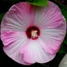 Hibiscus Dwarf Pink Hibiscus 12 Seeds Giant Exotic Coral Ing Fresh Garden