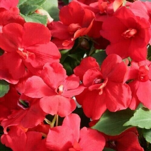 Impatiens Seeds 25 Seeds Double Royal Flush Red R Fresh Garden