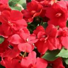 Impatiens Seeds 25 Seeds Double Royal Flush Red R Fresh Garden