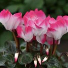 Cyclamen Seeds 15 Seeds Cyclamen Indiake Rose R Fresh Garden