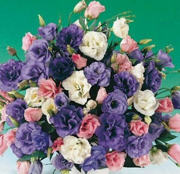 Mpb#4 Lisianthus Seeds Echo Mix 50 Pelleted Seeds Flower Seeds R Fresh Garden