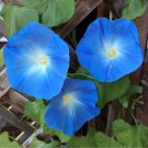 Morning Glory Seeds Clarks Heavenly Blue 50 Ipomoea Moonflower Seeds R Fresh Garden
