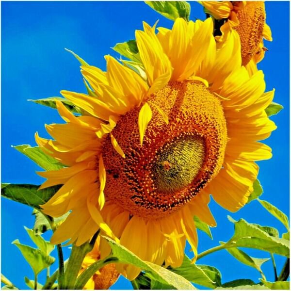 Mammoth Grey Stripe Sunflower Seeds Organic R Fresh Garden