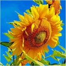 Mammoth Grey Stripe Sunflower Seeds Organic R Fresh Garden