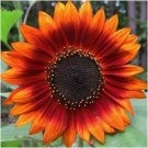 Orange Sunflower Bright Plants Planting 50 Seeds R Fresh Garden