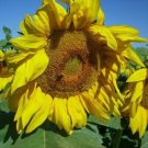 Salt N' Roast Sunflower Seeds Perennial Combine Shipping R Fresh Garden