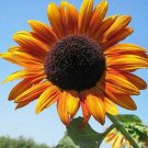Autumn Beauty Sunflower 50 Seeds Combined Shipping R Fresh Garden