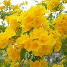 10 Golden Mimosa Acacia Baileyana Yellow Wattle Tree Flower Seeds Pack R Fresh Garden