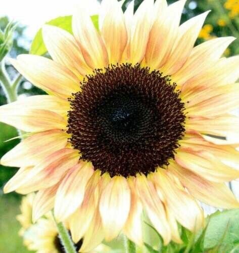 20 Procut White Sunflower Seeds Combined Shipping R Fresh Garden