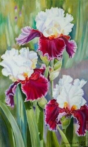 Iris Flower Red White Plants 25 Seeds Fresh Garden