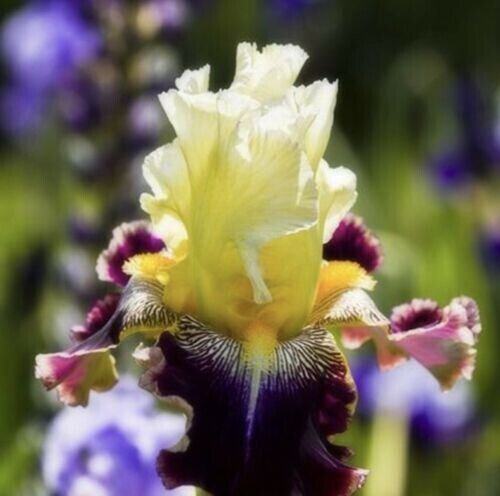 Multi Varieties Iris Seeds Heirloom Iris 25 Seeds Fresh Garden