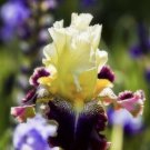 Multi Varieties Iris Seeds Heirloom Iris 25 Seeds Fresh Garden