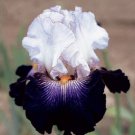 Skirted Iris Flower Purple Lavender Plants 25 Seeds Fresh Garden