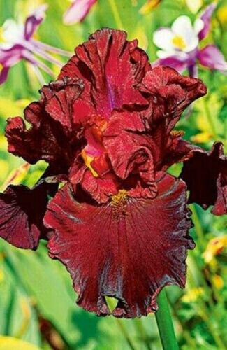 Iris Flower Dark Red Maroon Plants 25 Seeds Fresh Garden