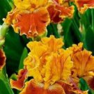 Iris Flower Orange Plants 25 Seeds Fresh Garden
