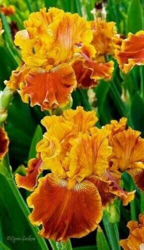 Iris Flower Orange Plants 25 Seeds Fresh Garden