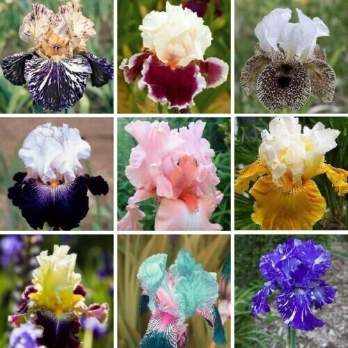 Multi Varieties Iris Seeds Heirloom Iris Mixed 25 Seeds Fresh Garden