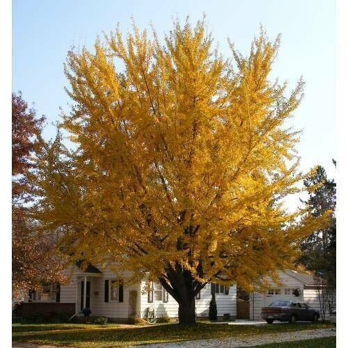 Ginkgo Biloba Tree Seeds Hardy Medicinal Supplement Herb Bonsai 8 Seeds Fresh Garden