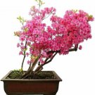 Royal Azalea Bonsai Tree Seeds Rhododendron Schlippenbachii 30 Seeds Fresh Garden