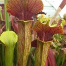 Sarracenia Alata Atrorubra Trumpets Pitcher Plant Carnivorous 10 Seeds Fresh Garden