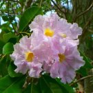 Pink Trumpet Tree Tabebuia Heterophylla Organic 10 Seeds Fresh Garden