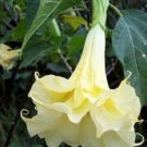 Double Yellow Angel Trumpet Seeds 15 Brugmansia Datura Fresh Garden