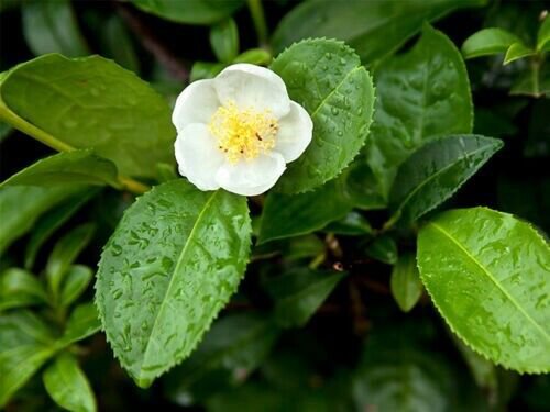 Camellia Sinensis The Tea Plant 10 Seeds Fresh Garden